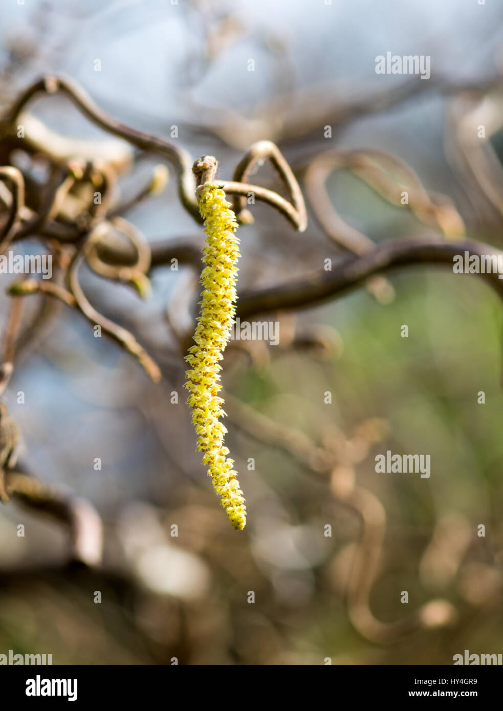 Haselnuss-Zweig, Corylus Avellana Contorta, mit männlicher Blütenstand Stockfoto