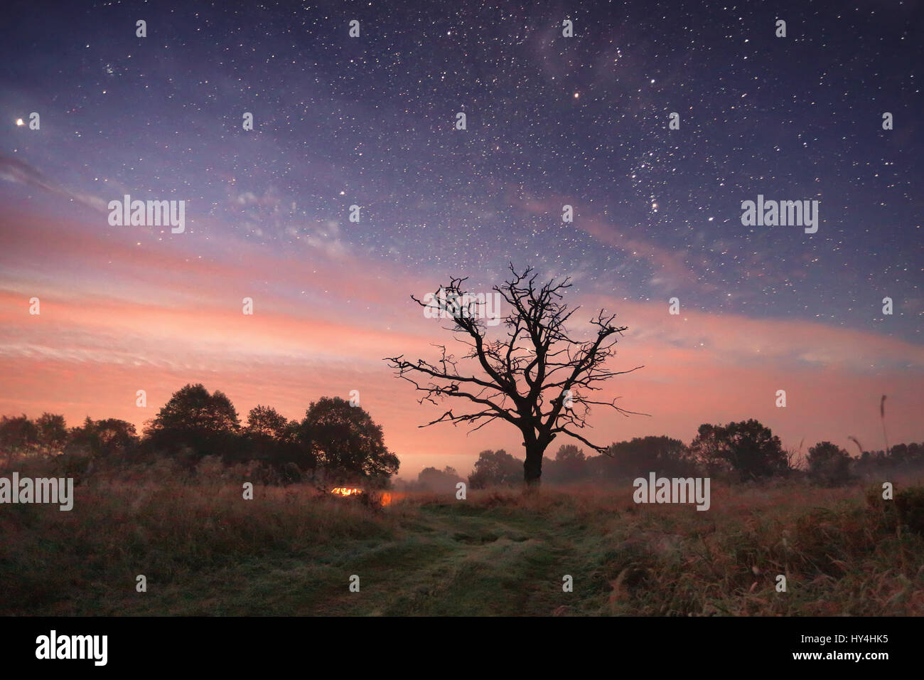 Sternenhimmel über Wiese in der Nacht. Nacht-Landschaft mit Pfad unter Sternen. Schöne Reise Hintergrund. Konzept für den Erfolg. Stockfoto