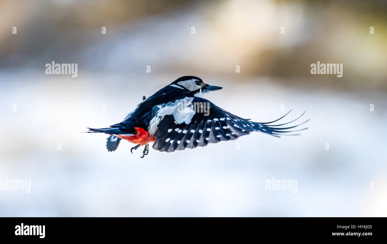 Die weiblichen Buntspecht (Dendrocopos großen) fliegen mit einem schönen defokussierten Hintergrund Stockfoto