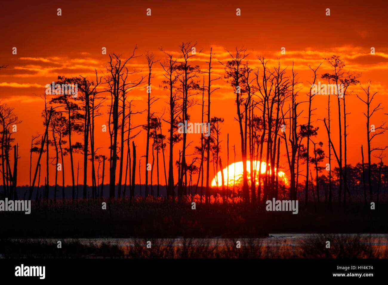 Sonnenaufgang über Gezeiten Feuchtgebiete, Blackwater National Wildlife Refuge, Cambridge, Maryland Stockfoto