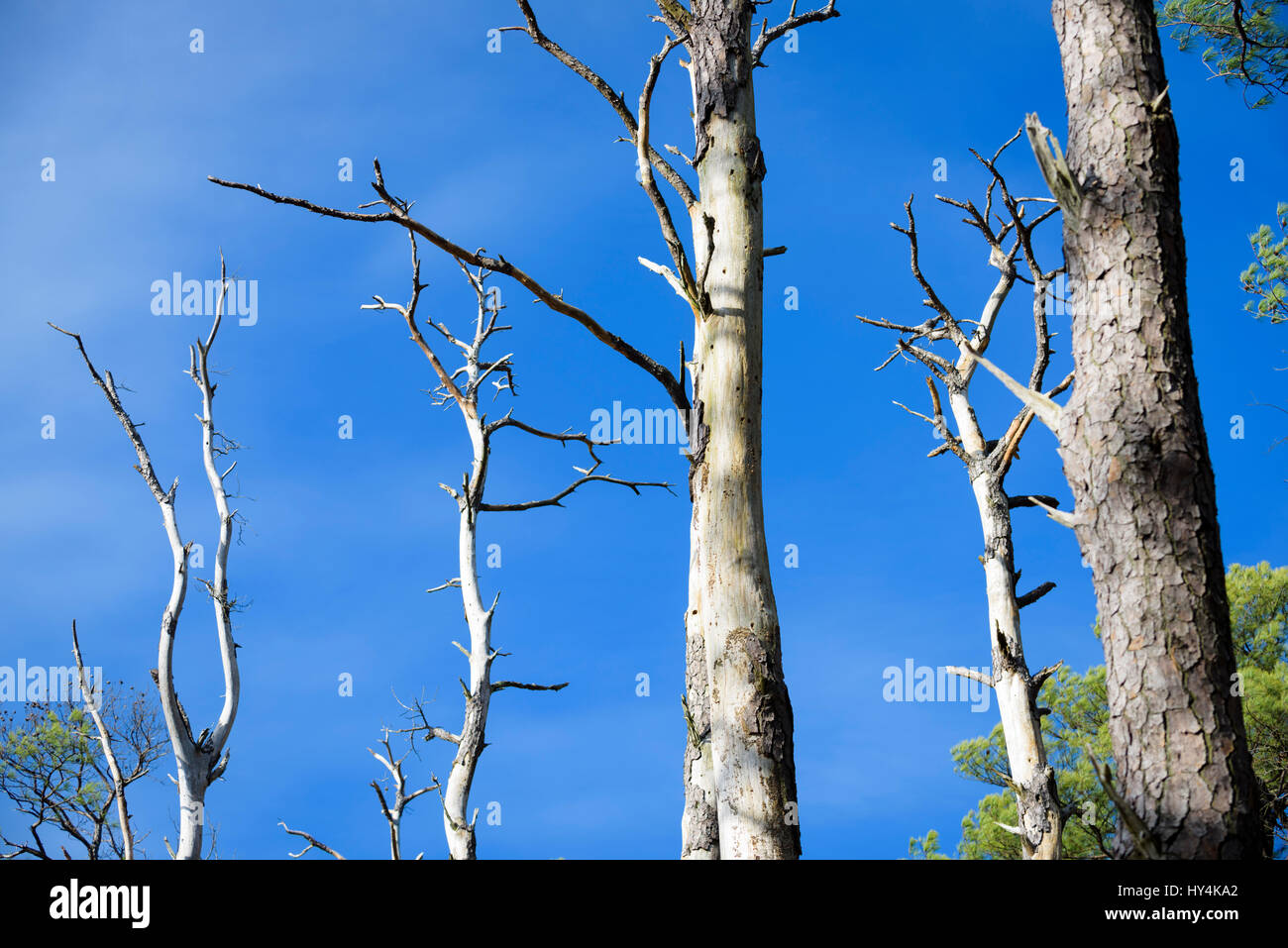 Tote und sterbende Bäume im Balckwater National Wildlife Refuge, Camdridge, Maryland. Stockfoto