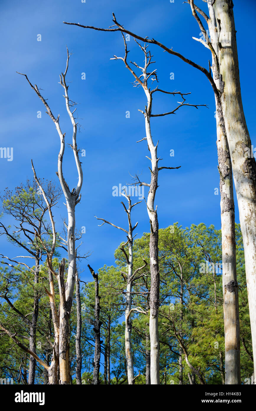 Tote und sterbende Bäume im Balckwater National Wildlife Refuge, Camdridge, Maryland. Stockfoto