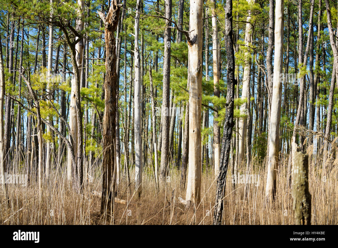 Tote und sterbende Bäume im Balckwater National Wildlife Refuge, Camdridge, Maryland. Stockfoto