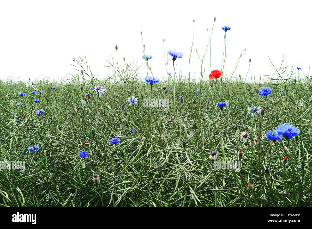 Wiese mit Blumen im Sommer Stockfoto