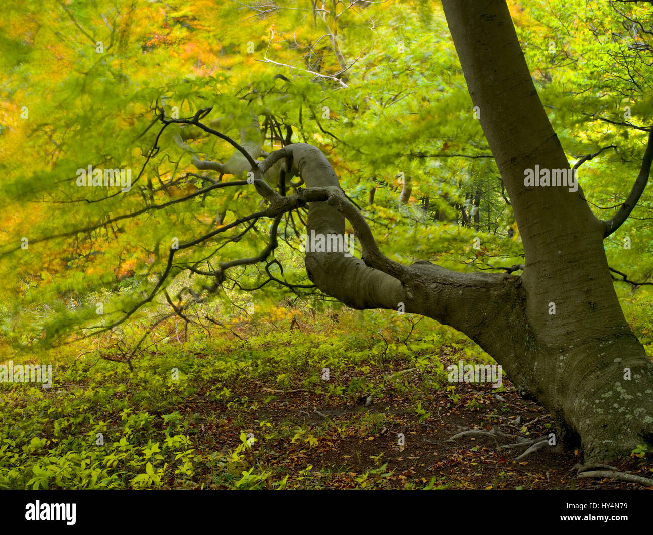 Dänemark, Insel Moen, alte Buche im Wald von Mon Klint, Klinteskoven Stockfoto