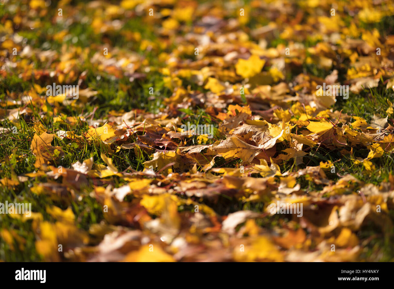Herbstliche Boden, Laub, Nahaufnahme, Stockfoto