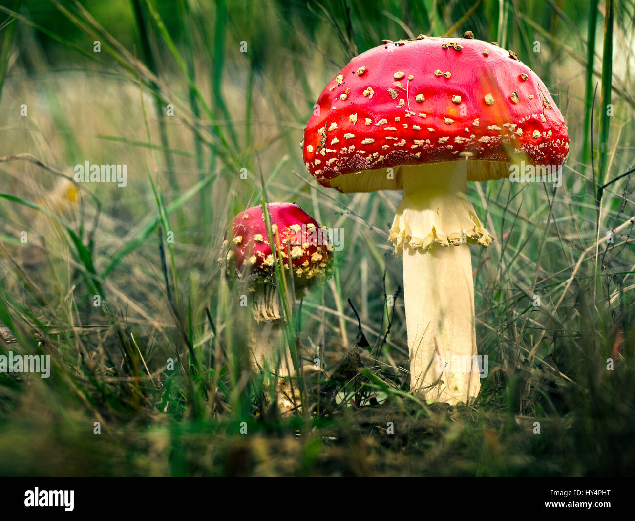 Ein großer und ein kleiner Fliegenpilz Blitz das hohe Gras am Rand des Waldes, Stockfoto