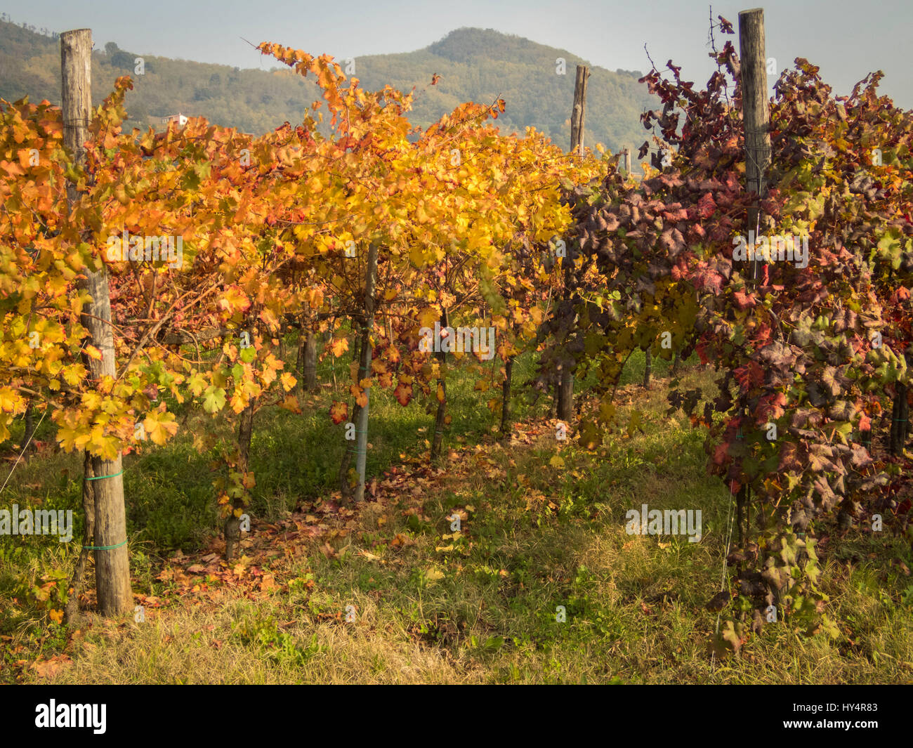 Weinreben im Herbst Licht, Weingut, Galzignano Terme, Veneto, Italien Stockfoto