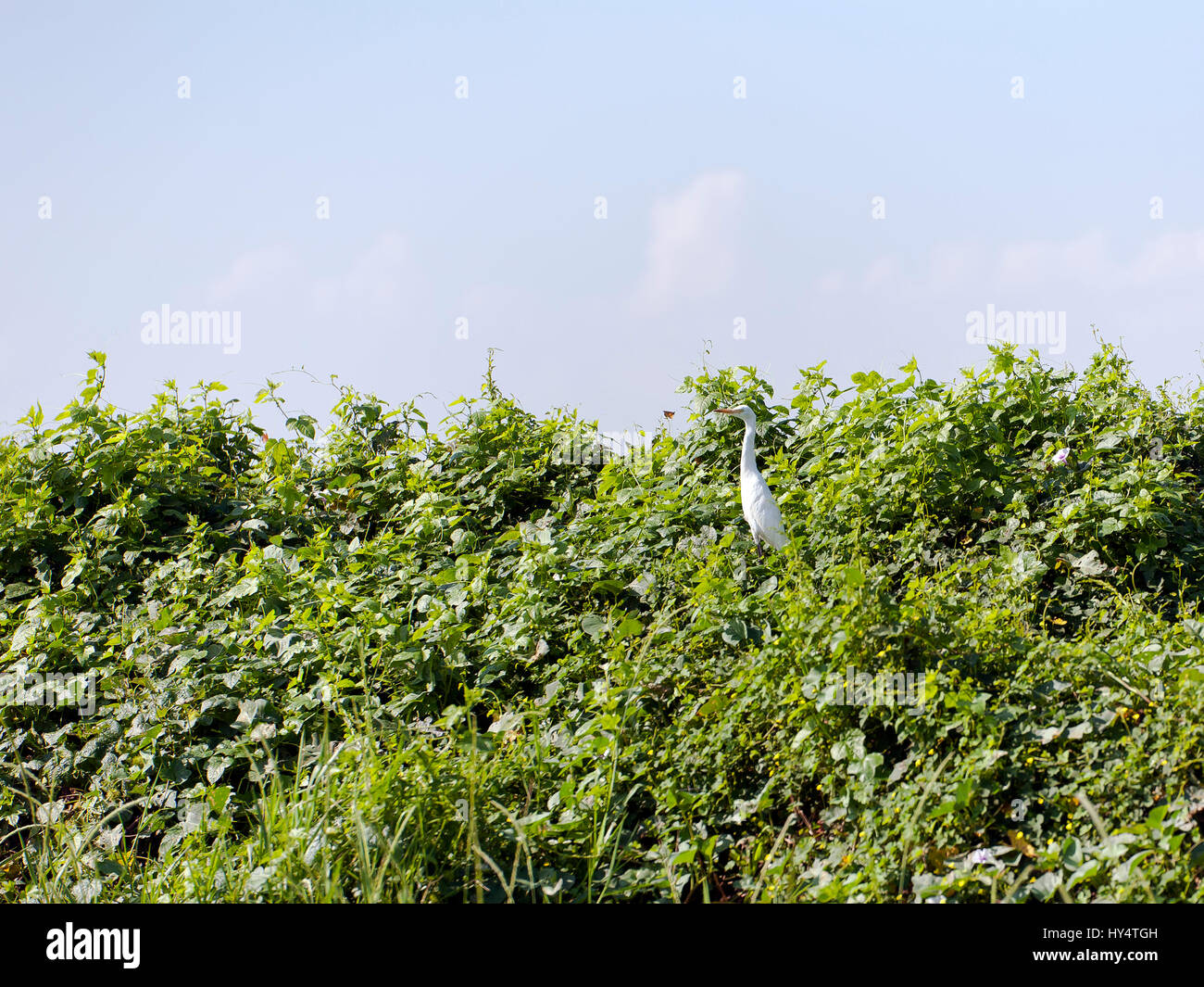 Egret, fortgeschrittene Mesophoyx Intermedia, Mae Wong Nationalpark, Kamphaeng Phet, Thailand Stockfoto