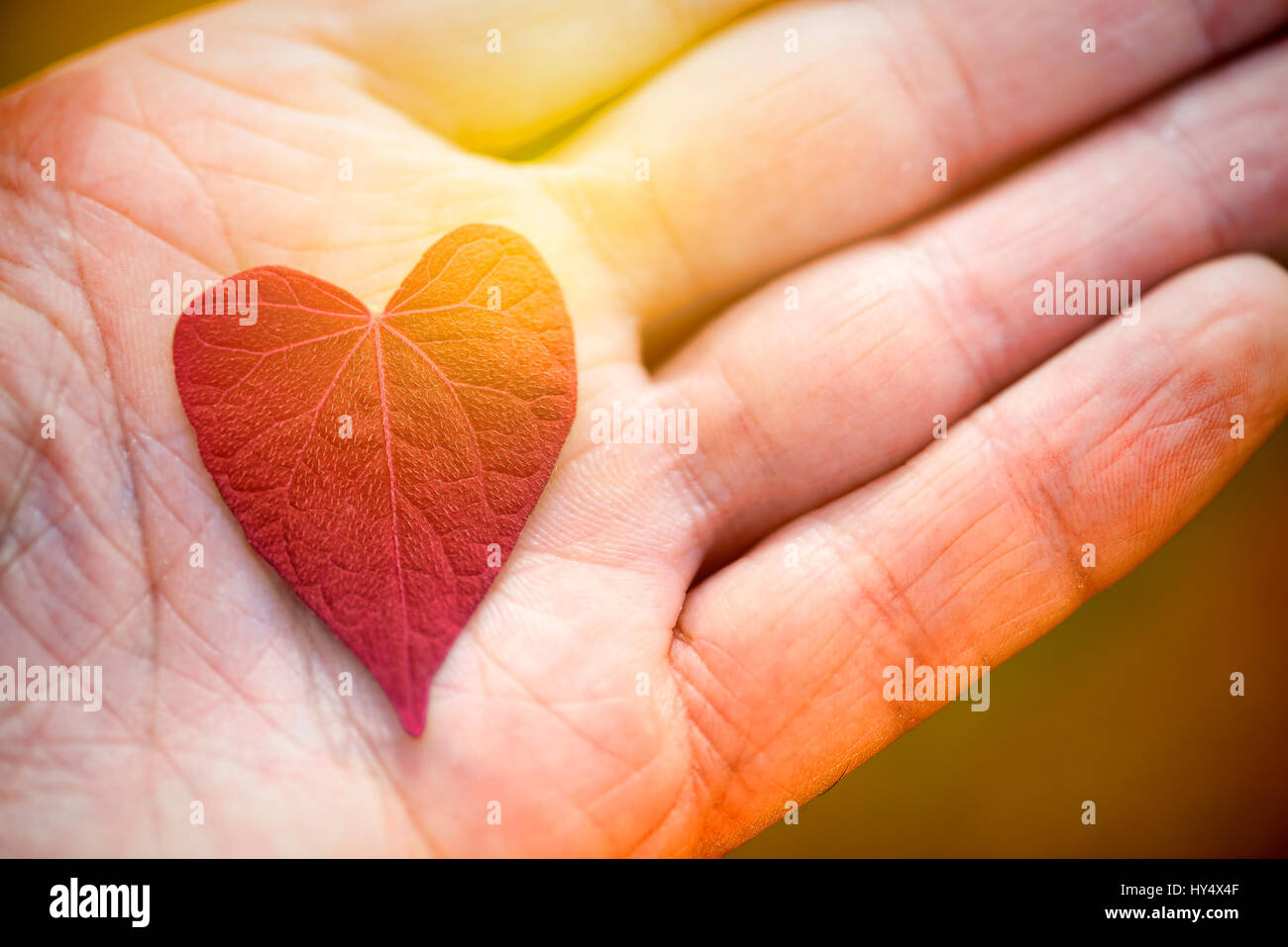 Herzförmiges Blatt auf der Hand, Herzfoermiges Blatt Auf Einer Hand Stockfoto