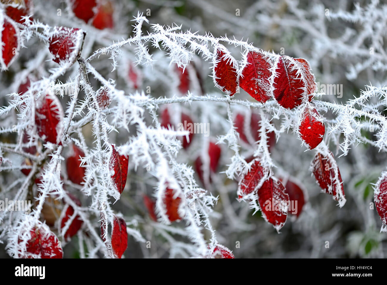 Blätter mit Raureif im Winter, Blaetter Mit Raureif Im Winter