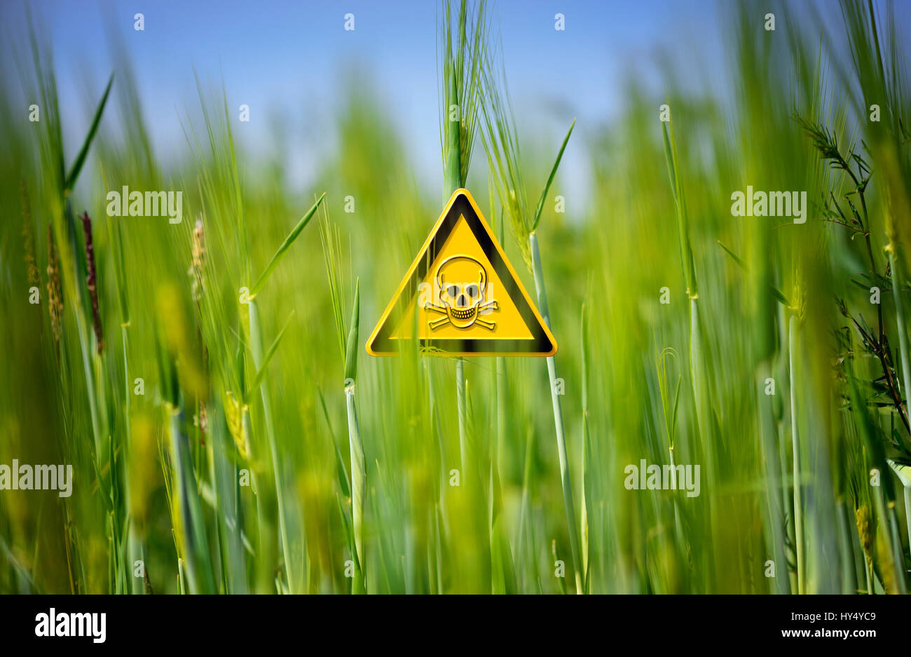 Gefahr anmeldet das Getreidefeld, Anwendung von poison Materialien in der Landwirtschaft, Gefaehrdungszeichen Im Kornfeld, Einsatz von Giftstoffen in der L Stockfoto