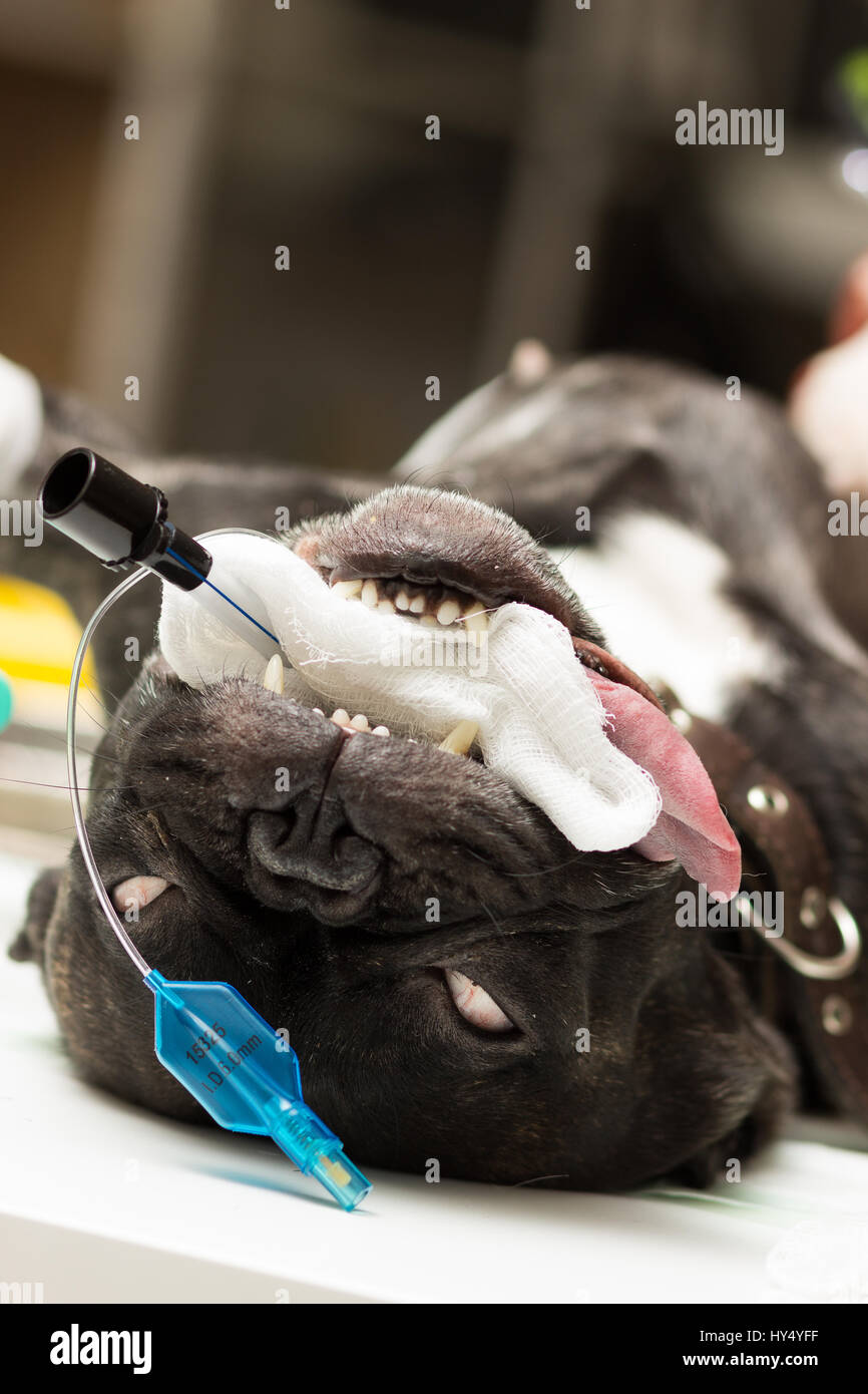 Veterinär, Sterilisation von eine französische Bulldogge Hund, den Kopf des Patienten in der Endphase eines chirurgischen Eingriffs Stockfoto