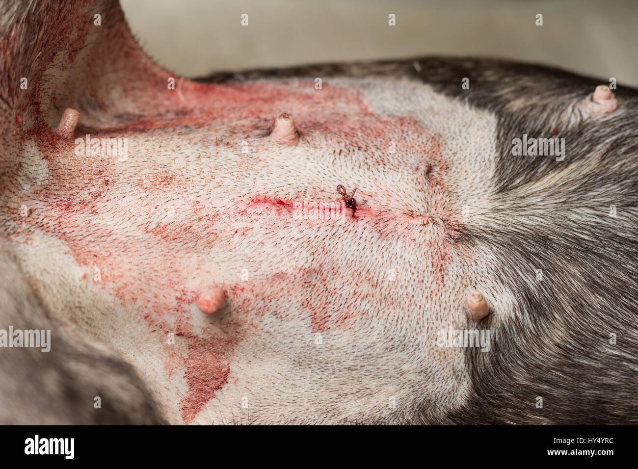 Veterinär, Sterilisation eines Hundes der Rasse französische Bulldogge, Bauch am Ende der Operation eine genähte Haut mit einem abschließenden Knoten Stockfoto