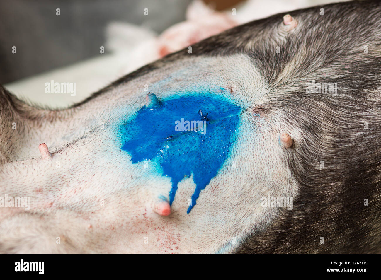 Veterinär, Sterilisation eine französische Bulldogge Hund, den Bauch am Ende der Operation mit der genähte Haut und der letzte Knoten aus dem Blut gewaschen Stockfoto