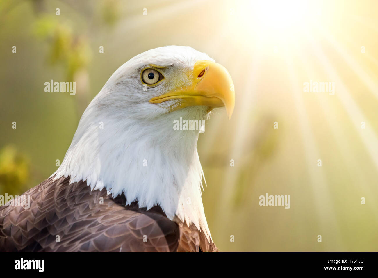 Weißkopf-Seeadler Kopf isoliert mit Sonnenstrahlen Stockfoto