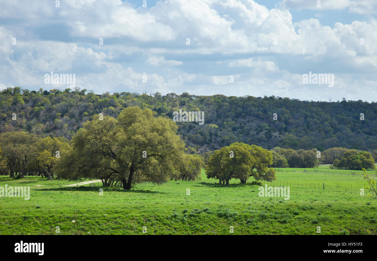 Eine Ranch Weide mit Bäumen in Texas Hill Country an einem sonnigen Nachmittag Stockfoto