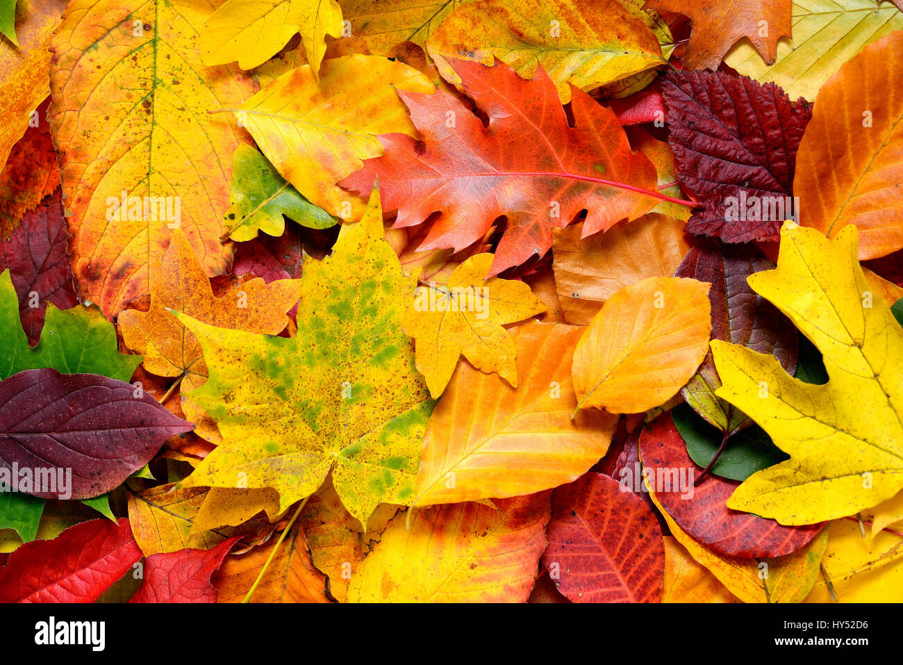 Farbigen Herbst Blätter, Bunte Herbstblaetter Stockfotografie Alamy