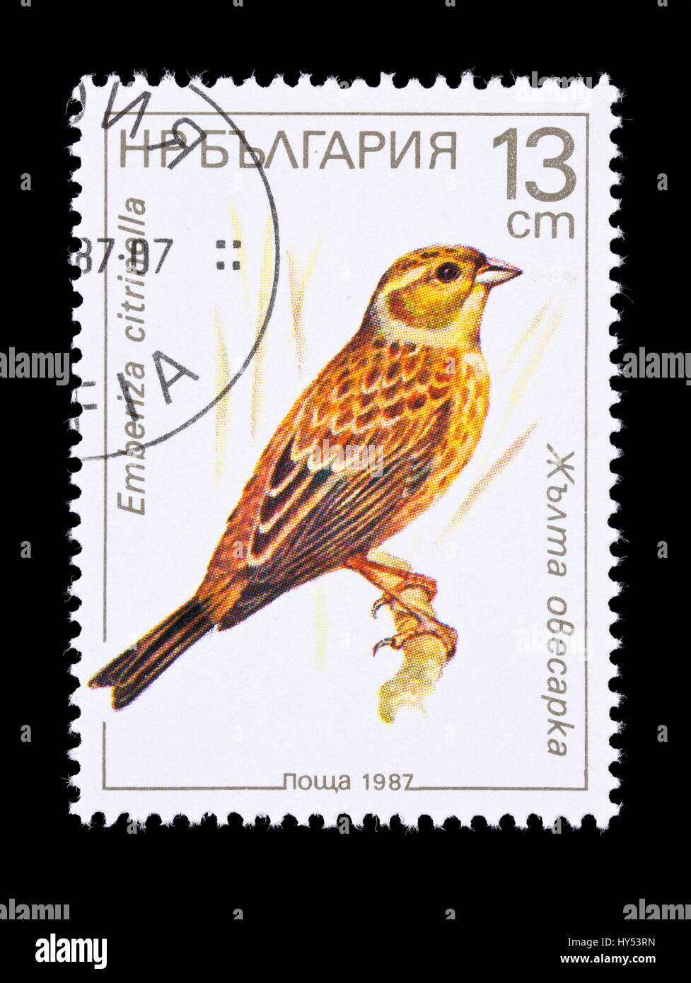 Briefmarke aus Bulgarien Darstellung eine Goldammer (Emberiza Citrinella) Stockfoto