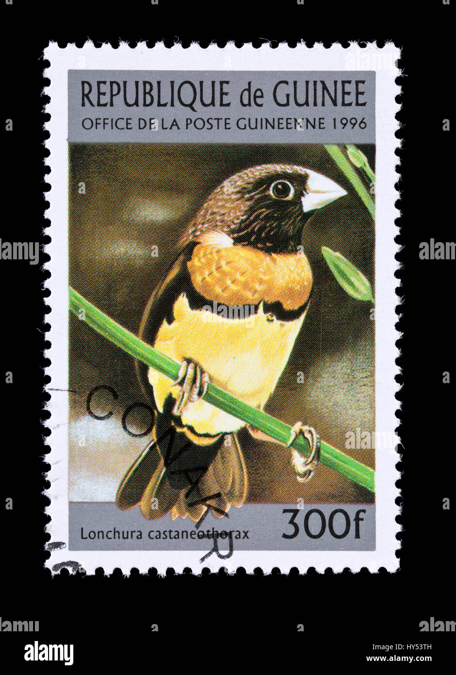 Briefmarke aus Guinea darstellt (Lonchura Castaneothorax) Stockfoto