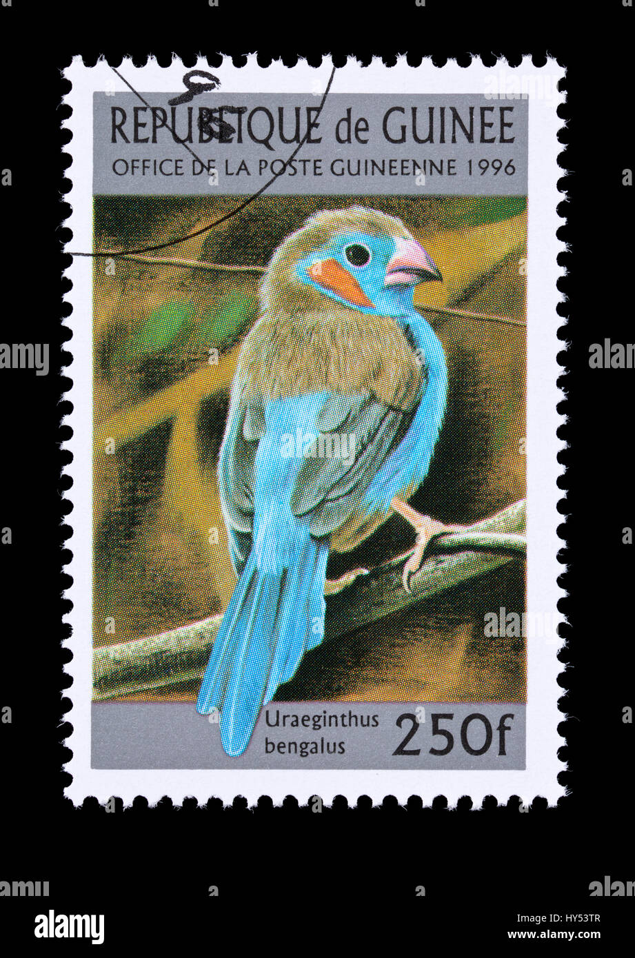 Briefmarke aus Guinea Darstellung ein rotes-cheeked Cordon-Bleu oder rote Wangen Cordonbleu (Uraeginthus Bengalus) Stockfoto
