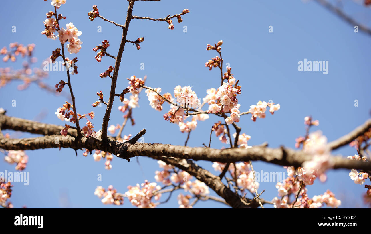 Japanische Kirschblüte bokeh Stockfoto