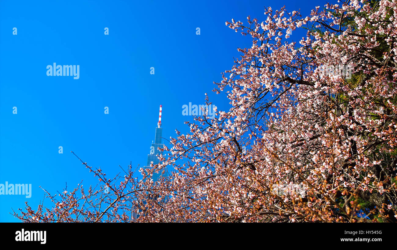 Kirschblüte in Shinjuku Stockfoto
