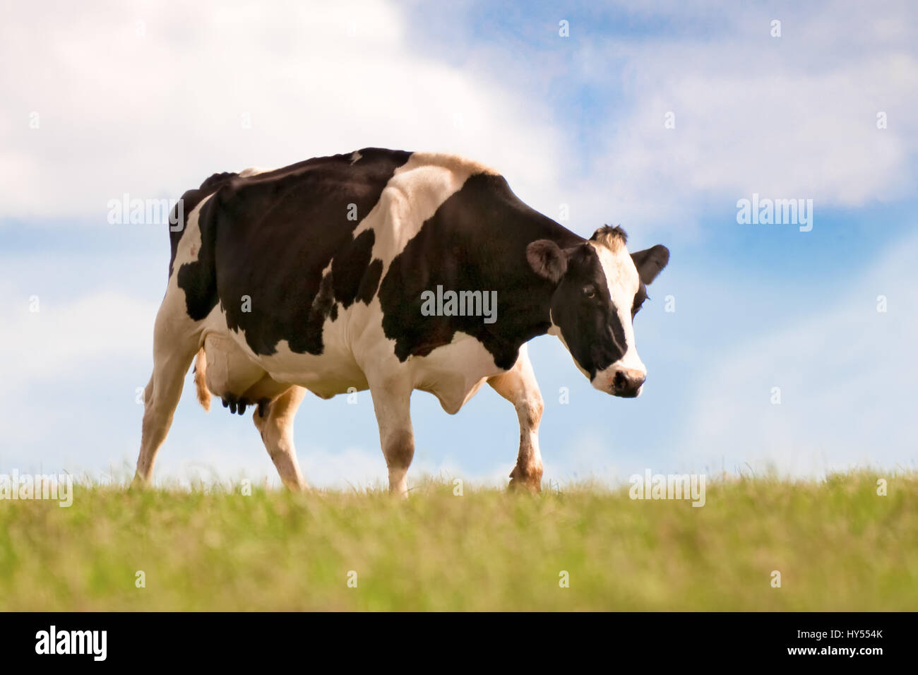 Eine schwarze & weiße Kuh in einem Feld Stockfoto