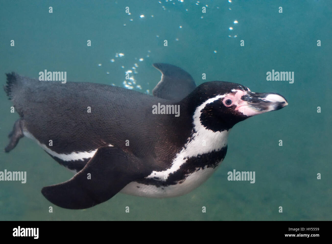 Humboldts Pinguin Schwimmen unter Wasser Stockfoto