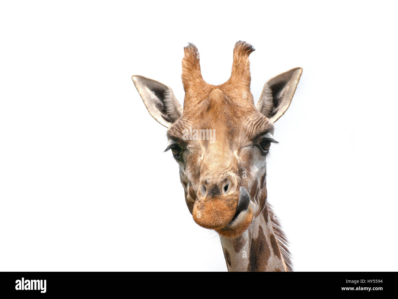 Giraffe, Nahaufnahme des Kopfes Stockfoto