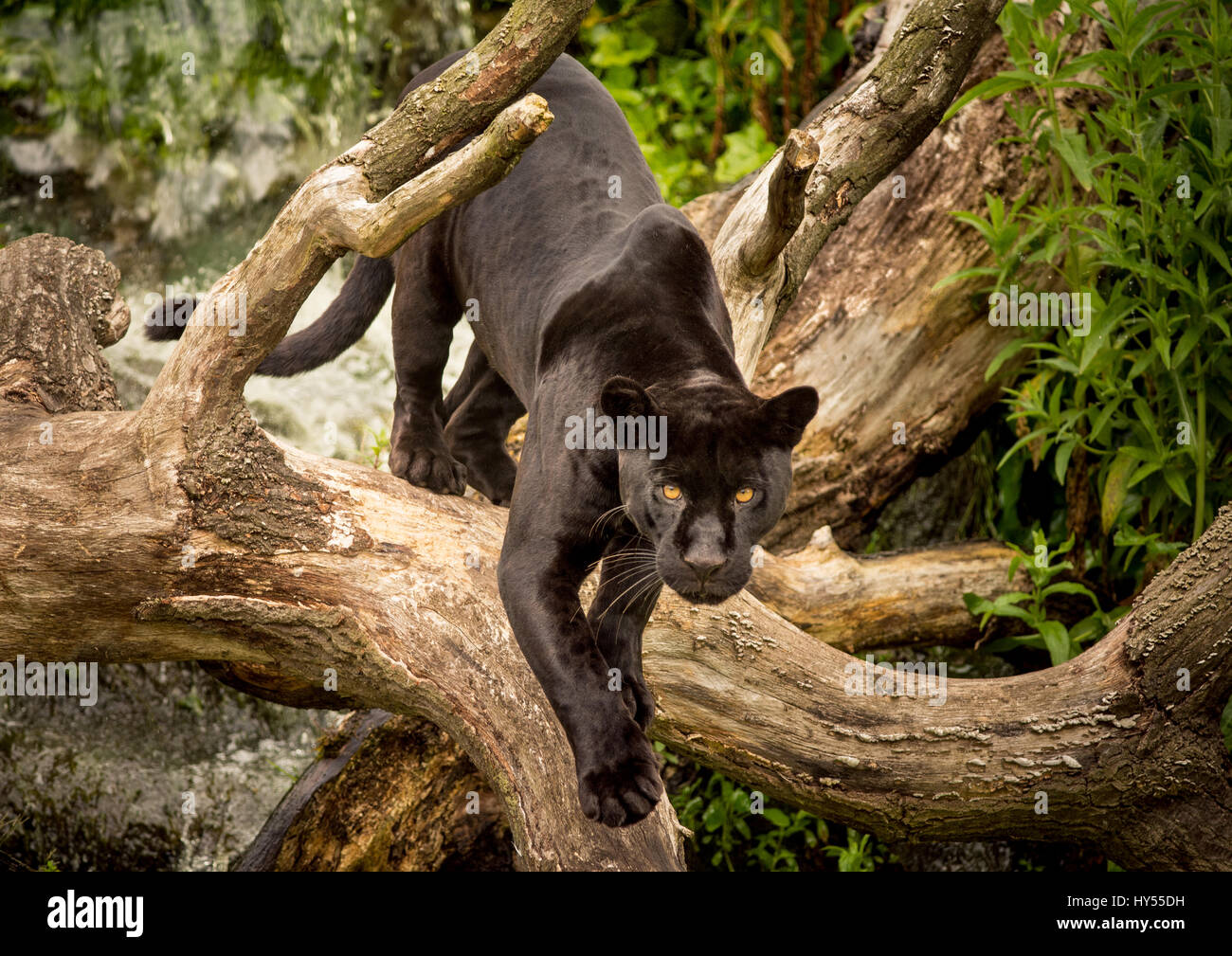 Schwarzer jaguar jäger -Fotos und -Bildmaterial in hoher Auflösung – Alamy