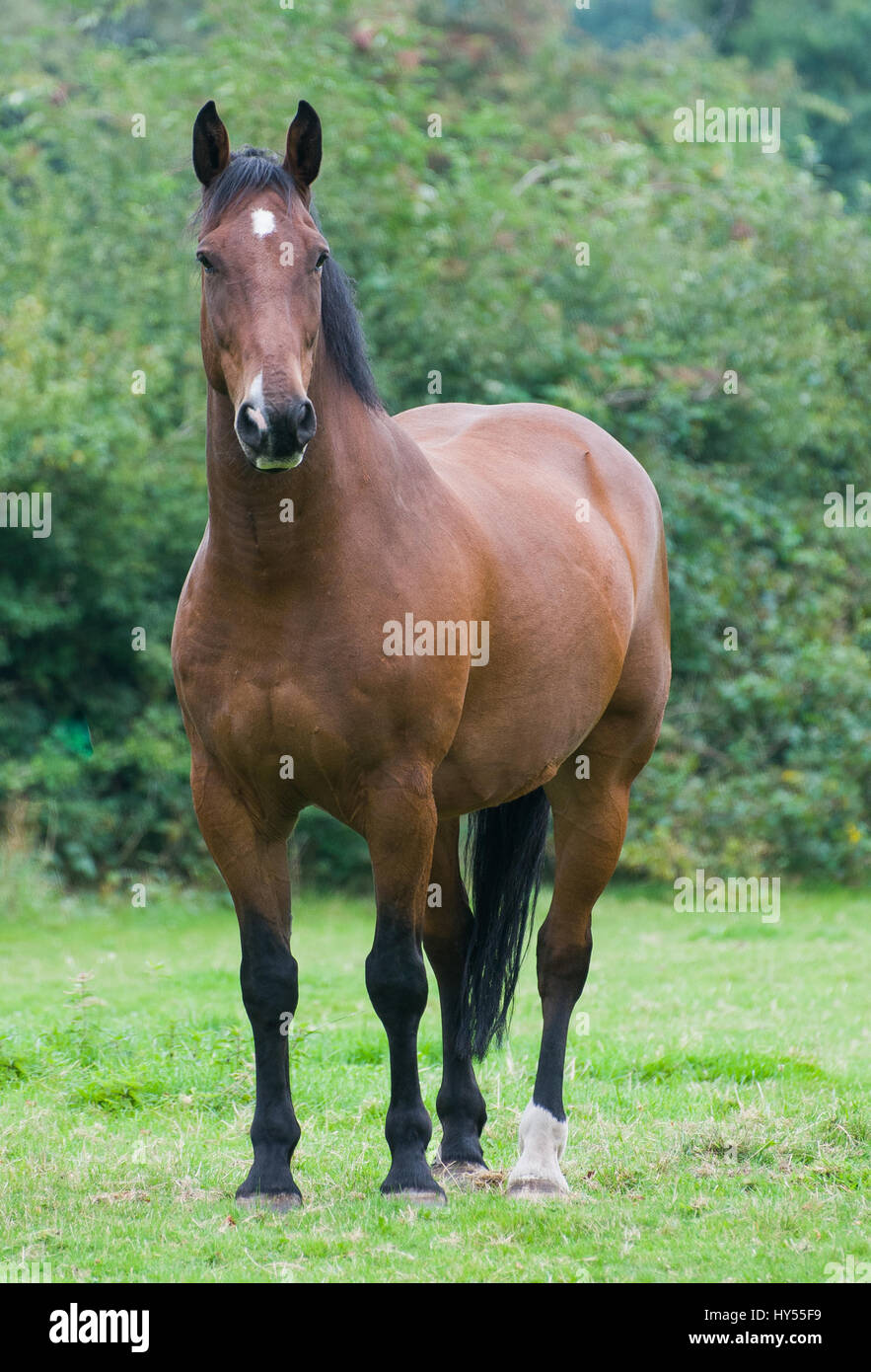 Braune Pferd in einem Feld Stockfoto