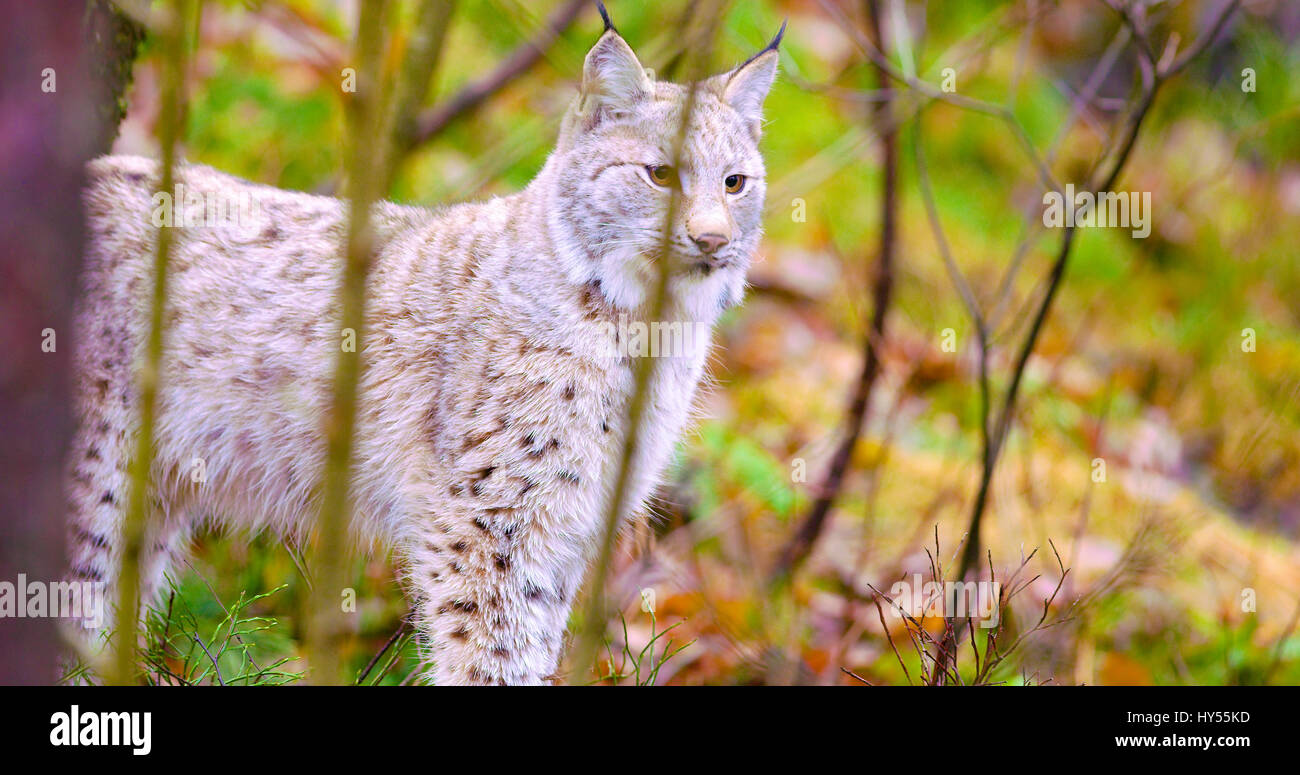 Jung und verspielt Luchs Katze stehend im Wald Stockfoto