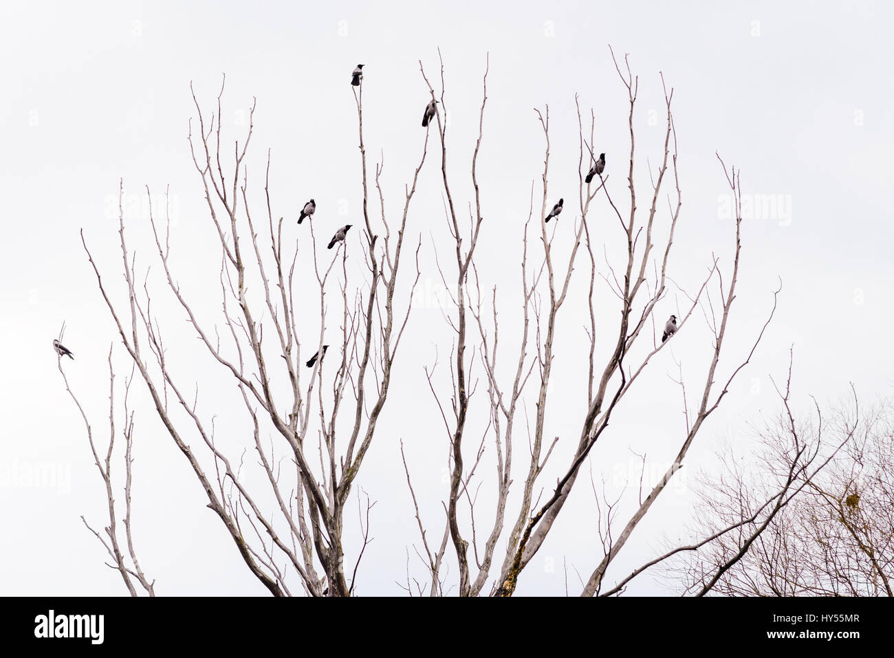 Nebelkrähen thront auf der Spitze Äste warten darauf, in einem grauen Wintertag die Flucht ergreifen Stockfoto