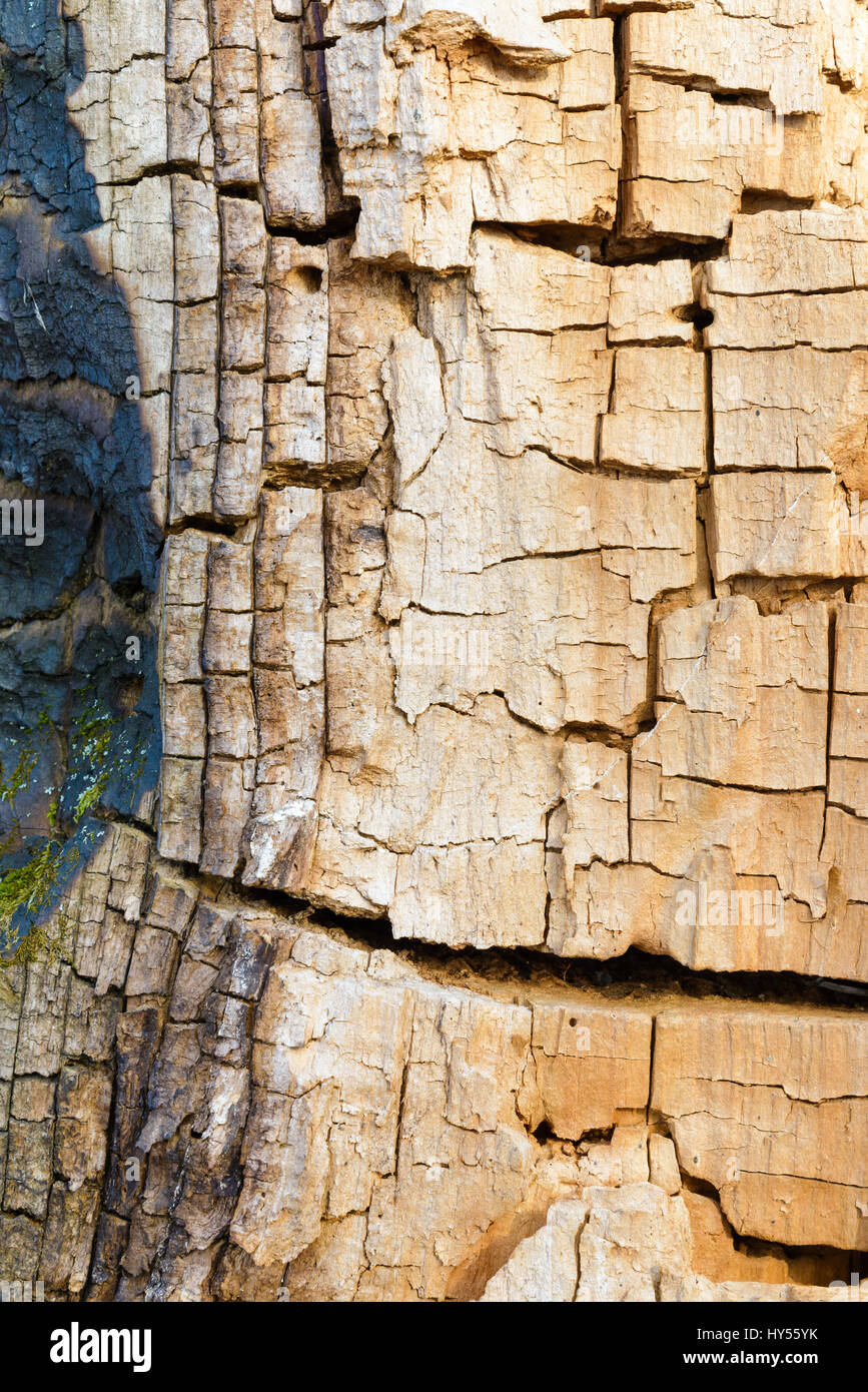 Detail der knistert am Stamm eines alten Baumes ohne Rinde Stockfoto