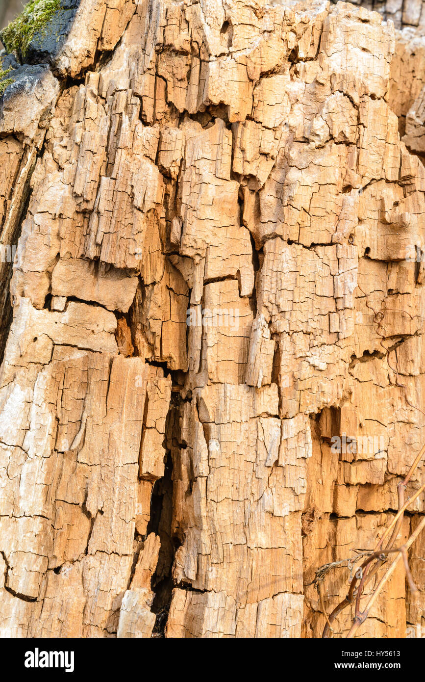 Detail der knistert am Stamm eines alten Baumes ohne Rinde Stockfoto