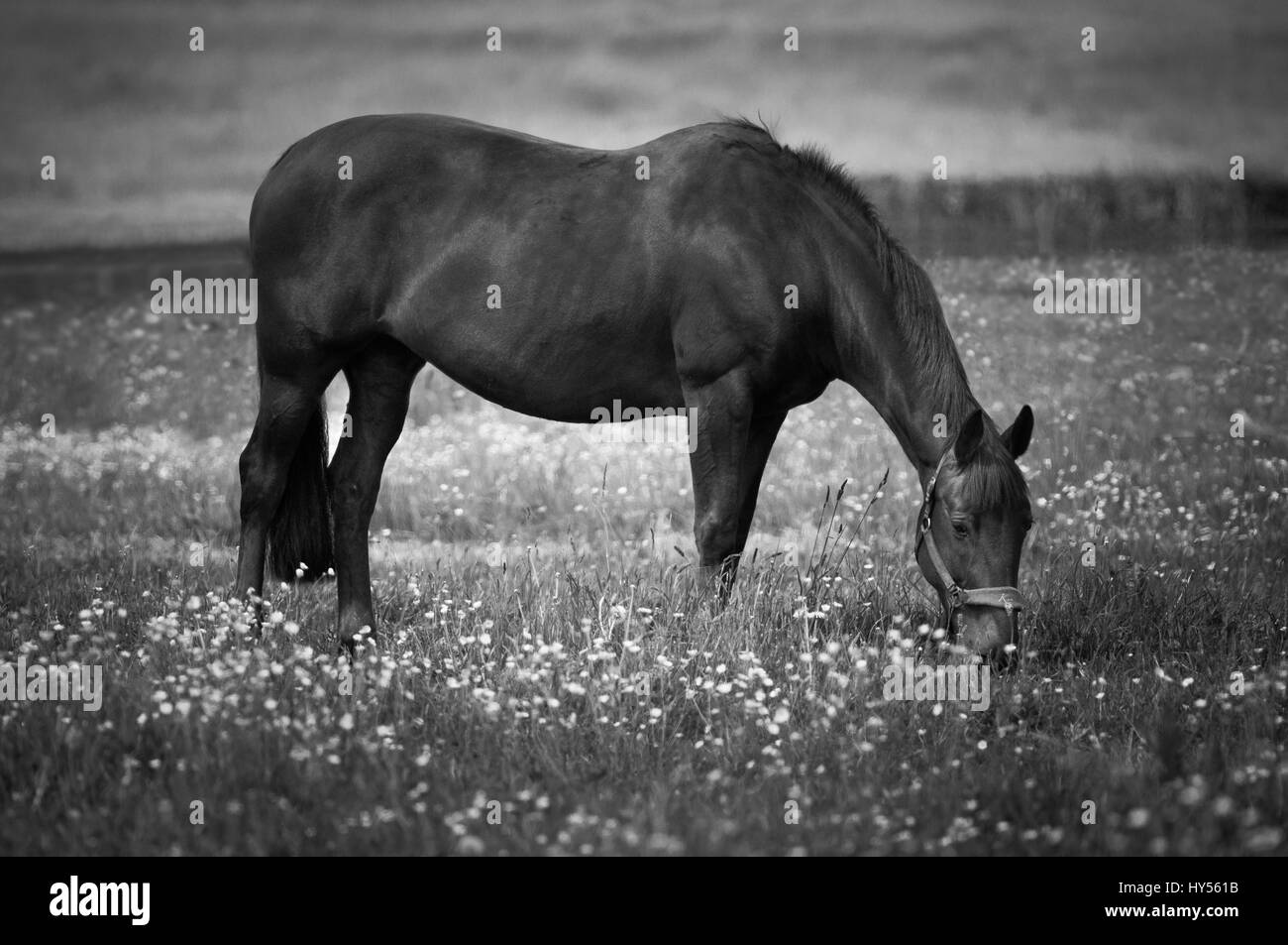 Ein Pferd grasen n ein Feld in Cheshire Stockfoto