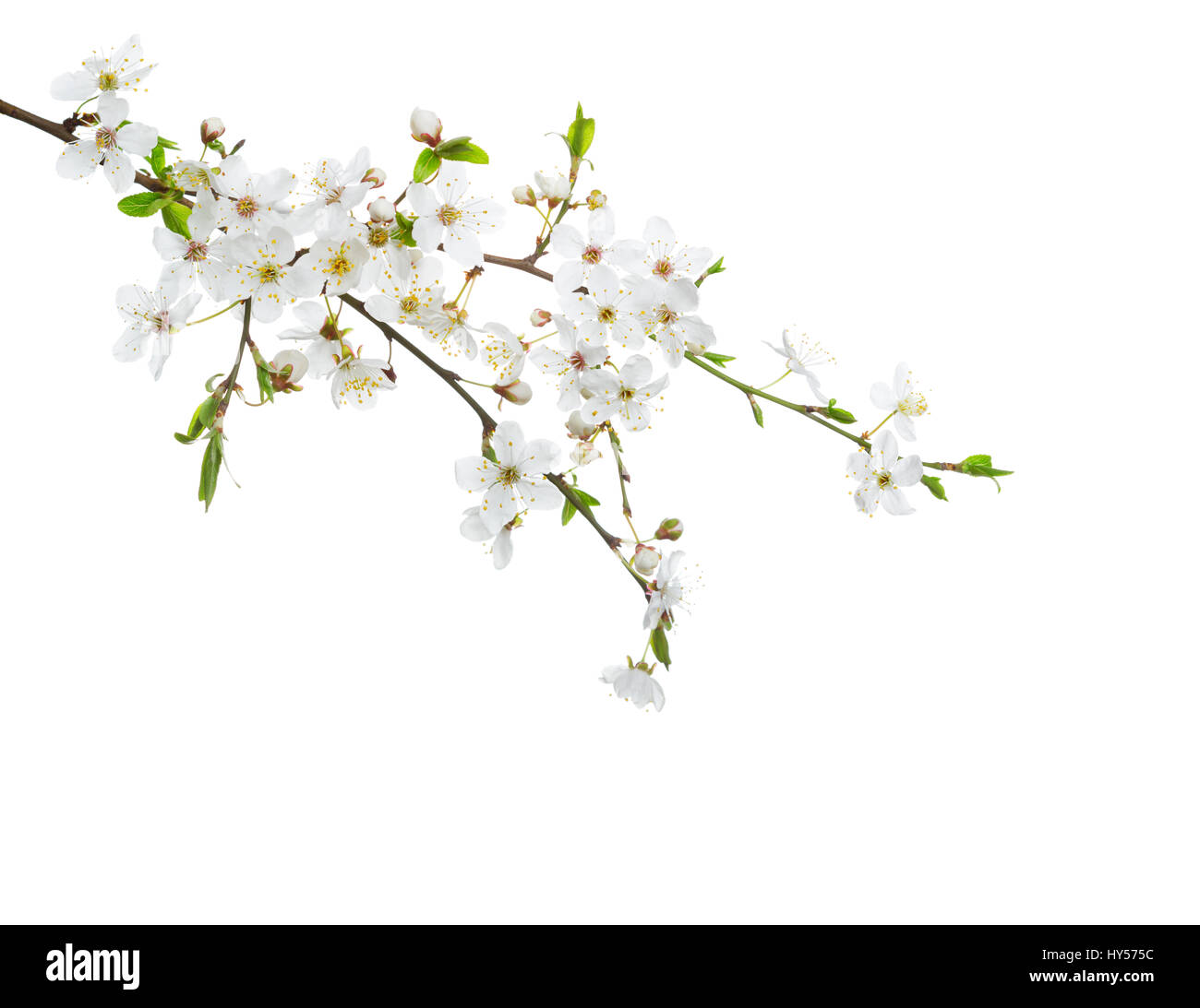 Kirschbaum in Blüte, die isoliert auf weißem Hintergrund. Stockfoto