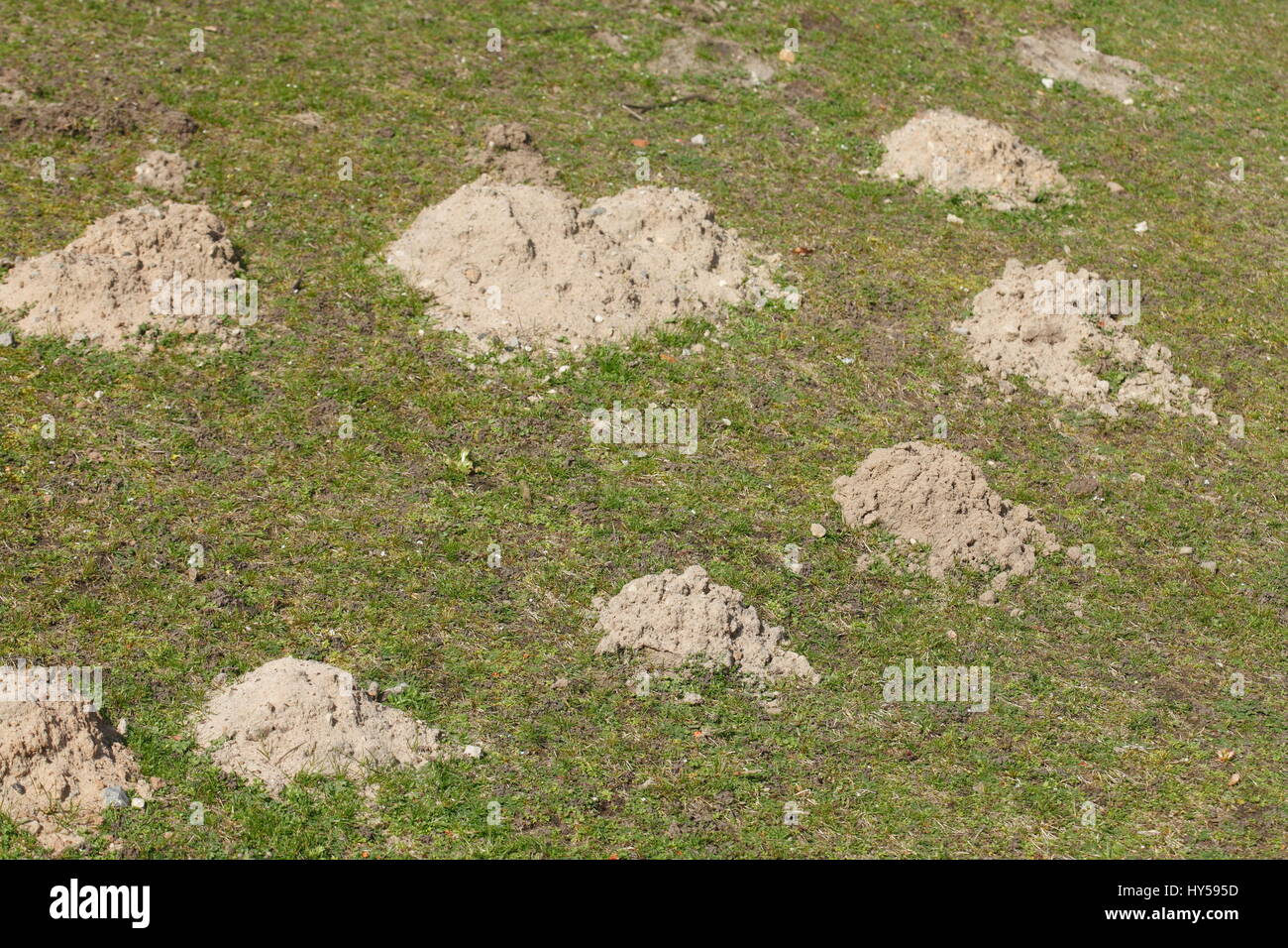 Maulwurfhügel auf einer Wiese Stockfoto