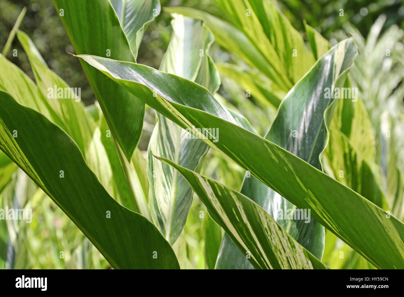 Buntes Laub auf tropische Pflanzen wachsen im Jardin de Balata, Martinique Stockfoto