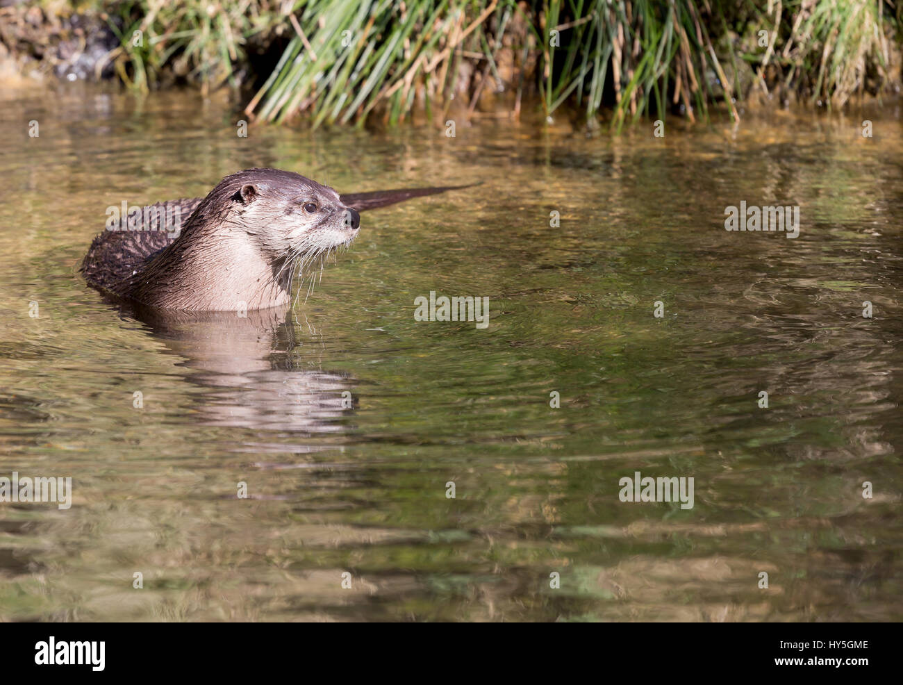 Nordamerikanischer Fischotter (Lontra Canadensis) Stockfoto