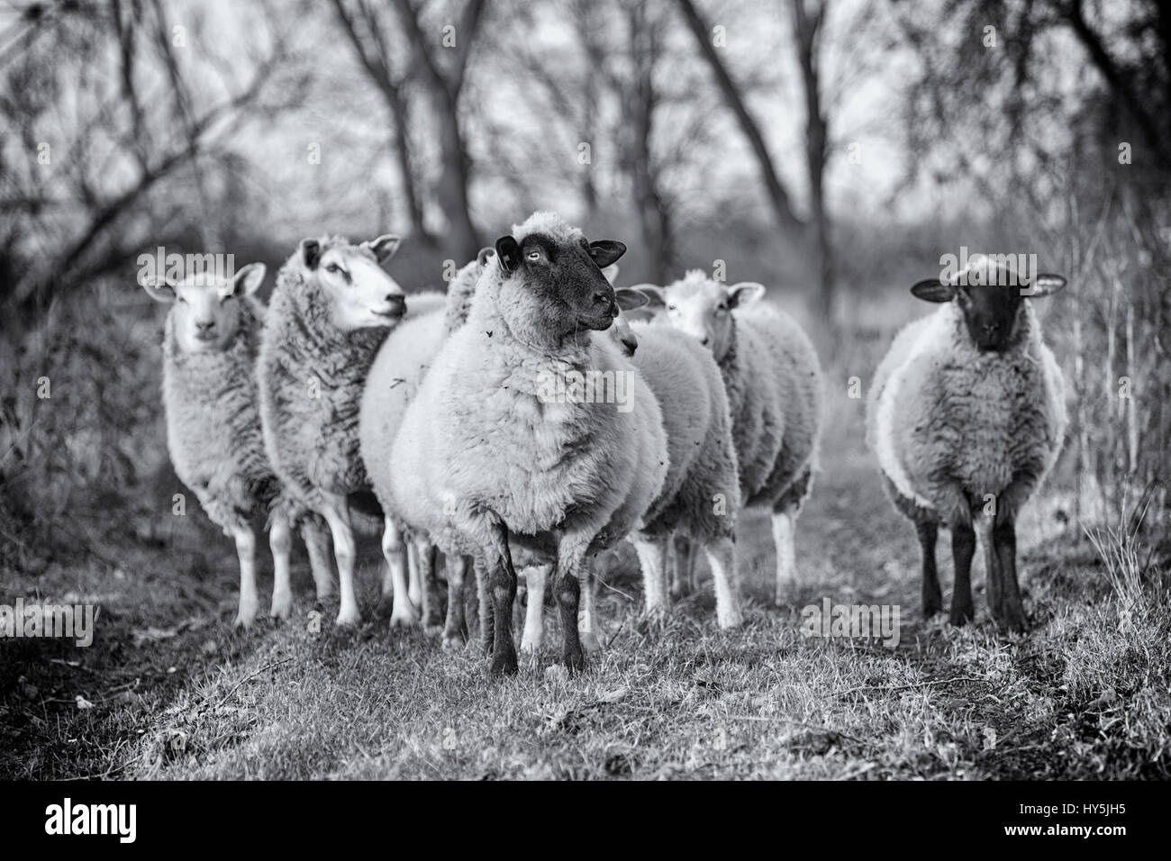 Schafherde in der Verarbeitung von Hölzern, schwarz / weiß Stockfoto