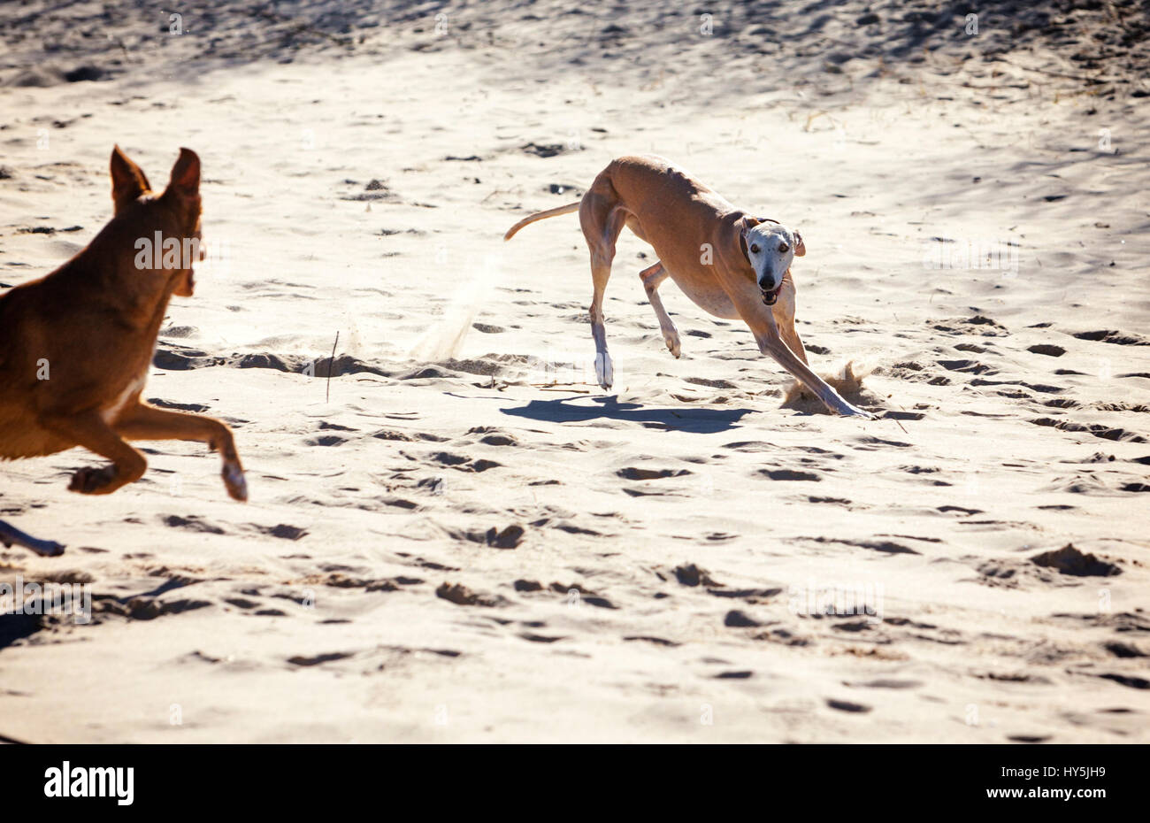 Galgo Espanol-Windhund und Mischling Hund spielen am Strand, spanischen Windhund im Fokus Stockfoto