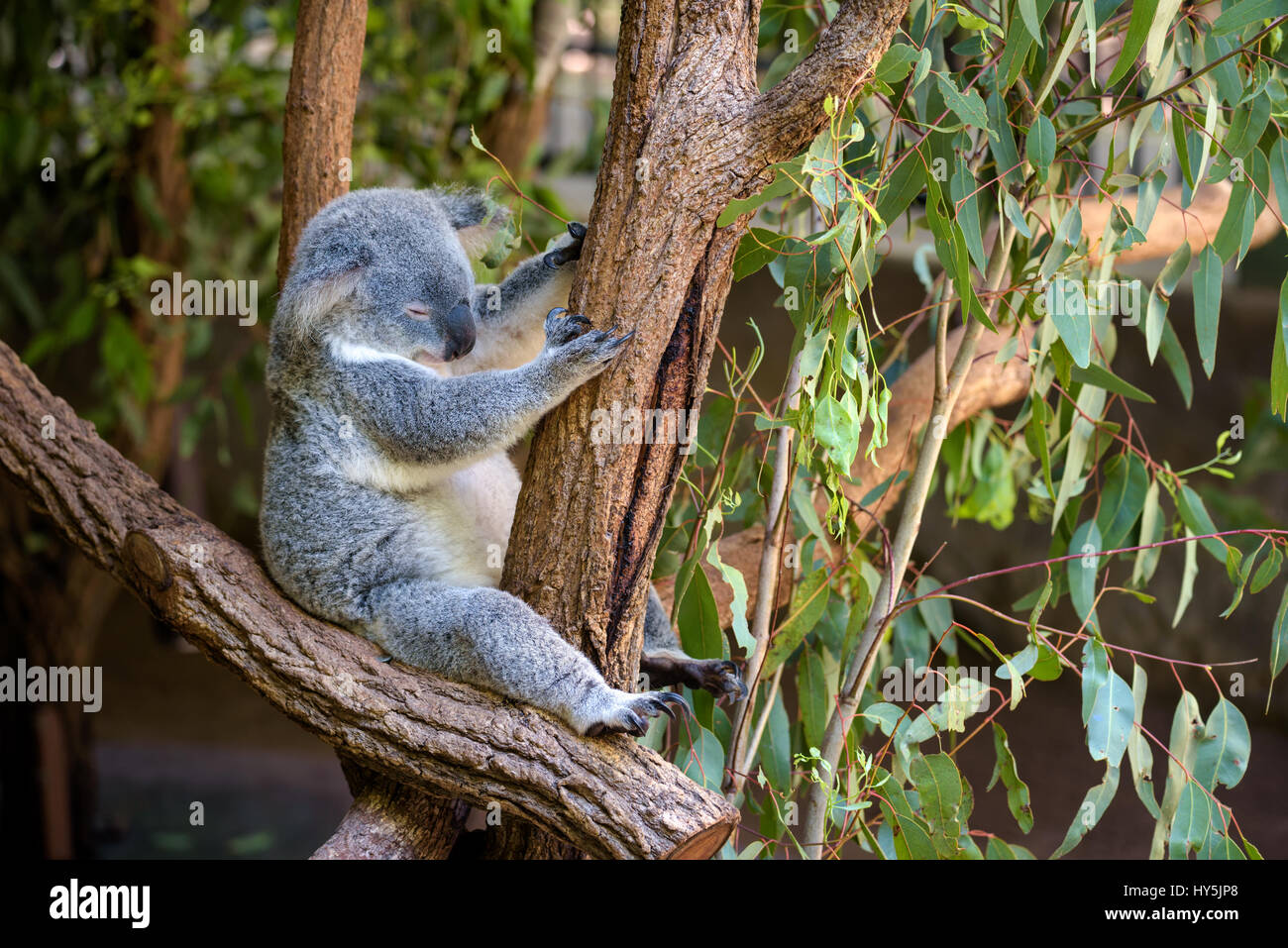 Schlafender Koala auf Eukalyptus-Baum in Australien Stockfoto