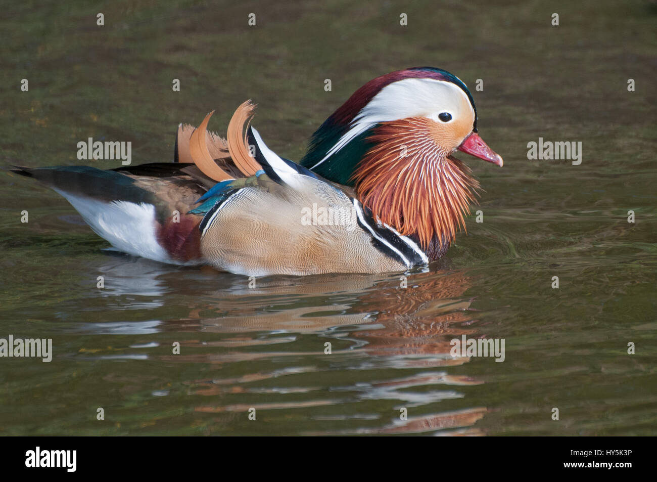 Mandarin Ente auf einem See Stockfoto