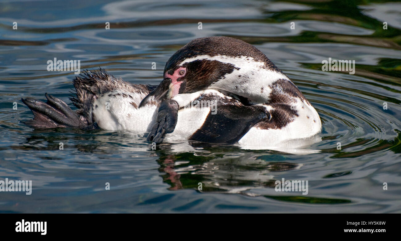 Humboldts Pinguin schwimmen und putzen Stockfoto