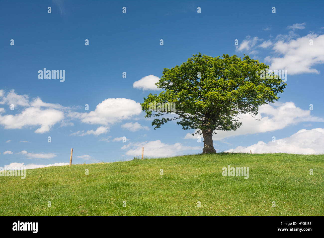 Baum in einem Feld mit einem blauen Himmel Stockfoto