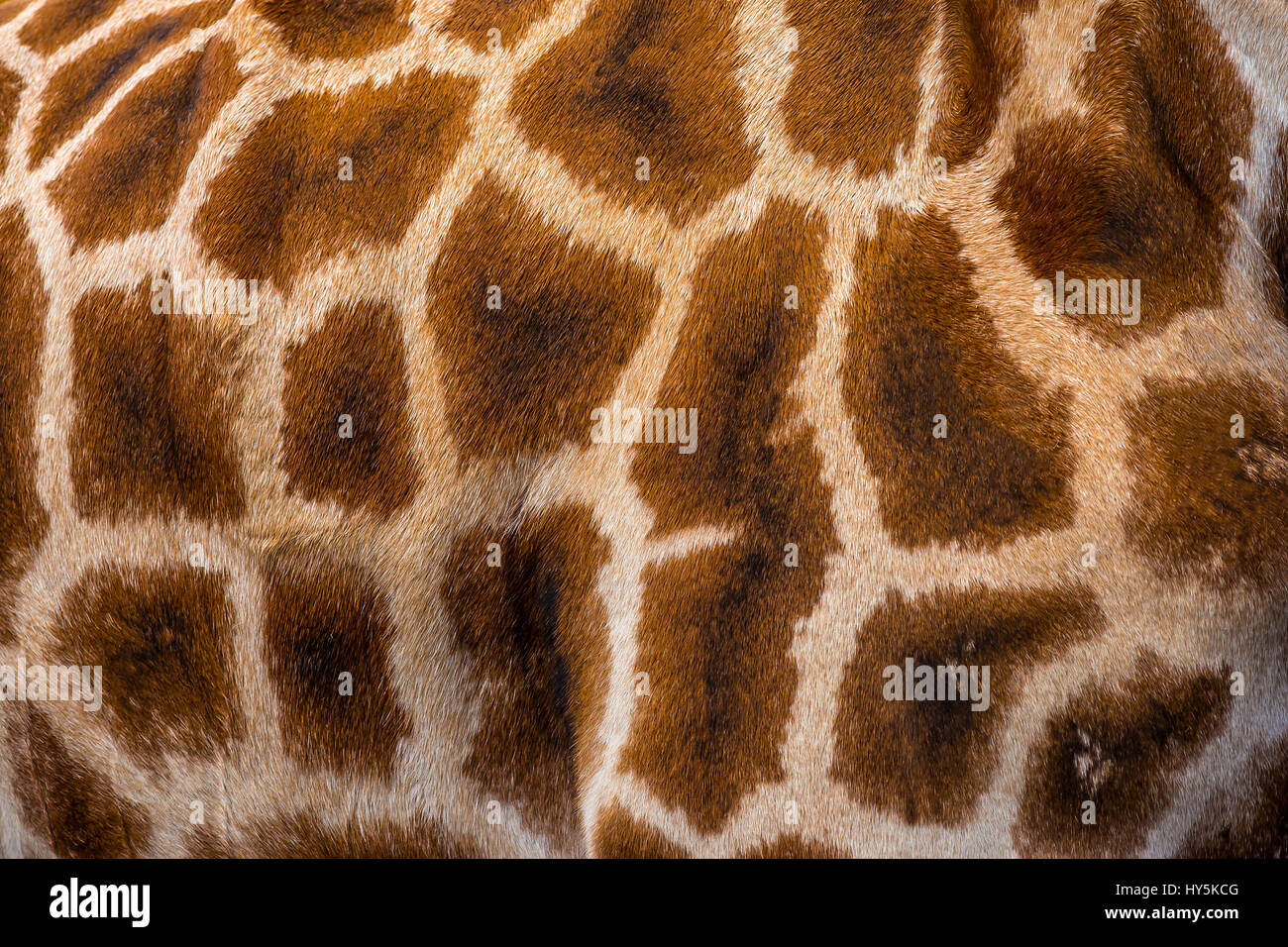 Giraffe, Nahaufnahme des Kopfes Stockfoto