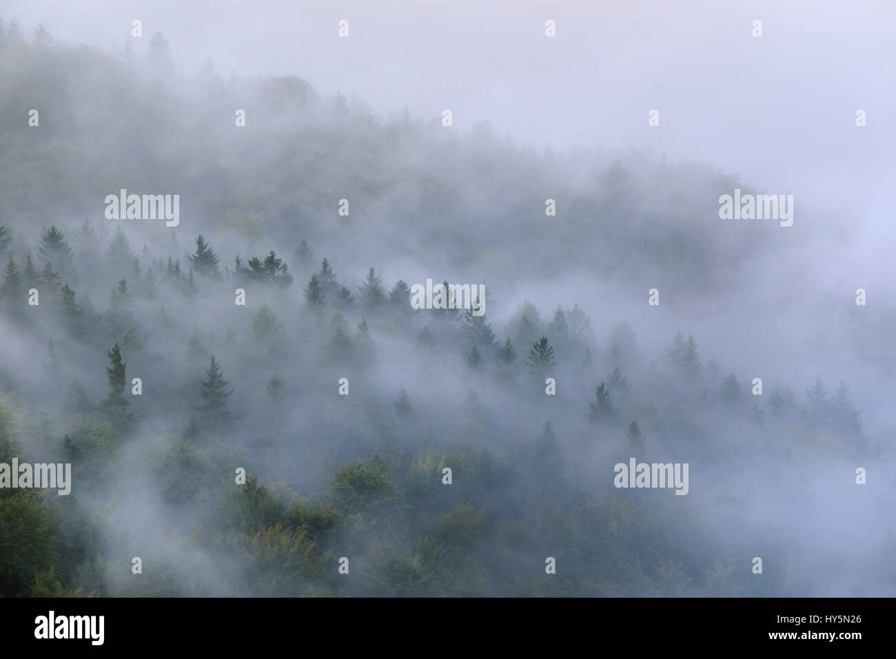 Bäume im Nebel, dicker Nebel, Elbtal in die Sächsische Schweiz, Sächsische Schweiz, Sachsen, Deutschland Stockfoto