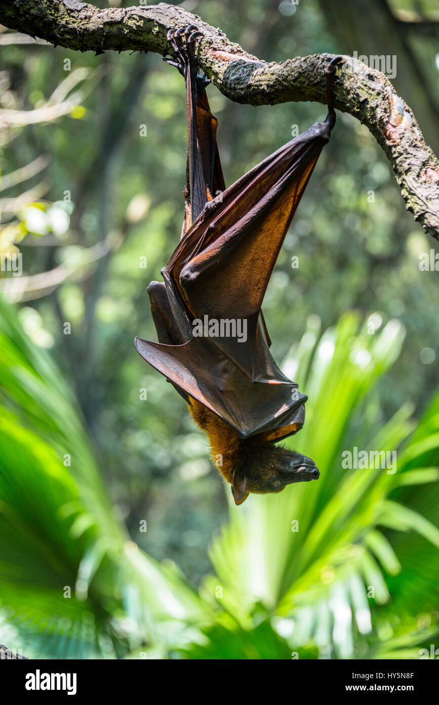 Kalong (Pteropus Vampyrus), hängen kopfüber von einem Ast, Gefangenschaft, Zoo Singapur, Singapur Stockfoto